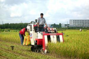 洋马农机正在收割水稻