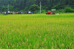 一名农机手驾驶联合收割机在江西帮助农户抢收早稻