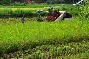 农机手正在帮助农户抢收早稻