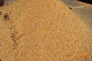 润源4YZ-6(G60)自走式玉米籽粒联合收割机收获现场。