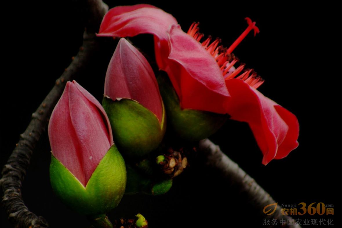木棉花绽放报春