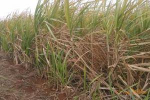 众所周知，甘蔗在收获完毕后其叶子和根茬非常多，而且由于种植地况粘湿。