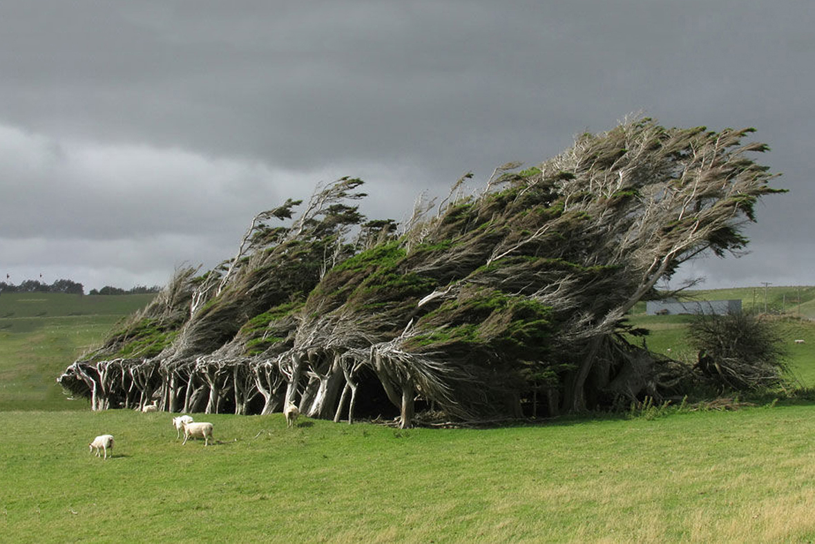 没想到长期在强风吹拂之下,这些树就长成这么