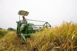中联重科PQ25水稻收割机在安徽定远作业现场。