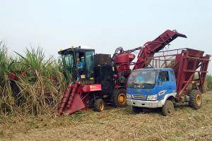 首台国产切断式双行甘蔗收割机在广西投入使用
