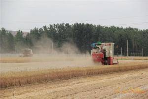一骑绝尘，雷沃小麦收割机展现现代农机的魅力。