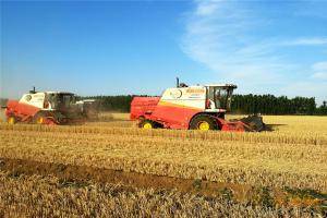 雷沃谷神收割机驰骋麦田收割小麦。