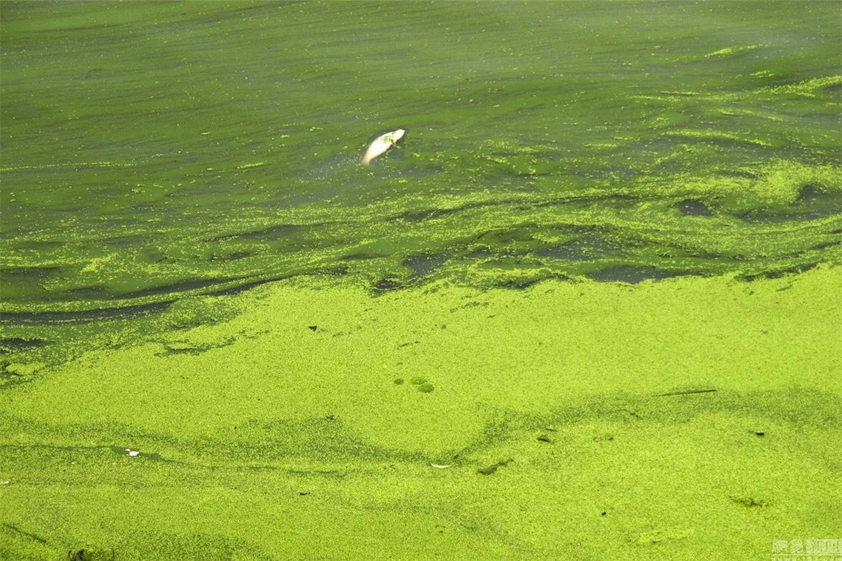 安徽巢湖蓝藻爆发