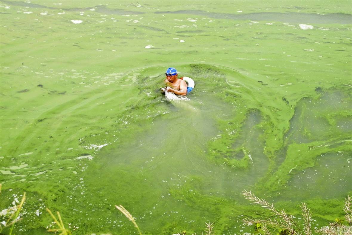 安徽巢湖蓝藻爆发
