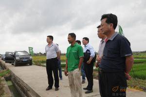李梦林局长一行观看谷王PL40水稻机作业和秸秆粉碎还田情况。