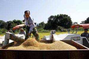 8月26日，江西省宜春市靖安县仁首镇石下村农民将收割的稻谷装车。