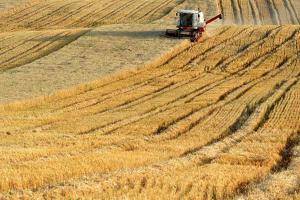 8月26日，收割机在新疆昌吉州木垒县的农田里收割小麦。
