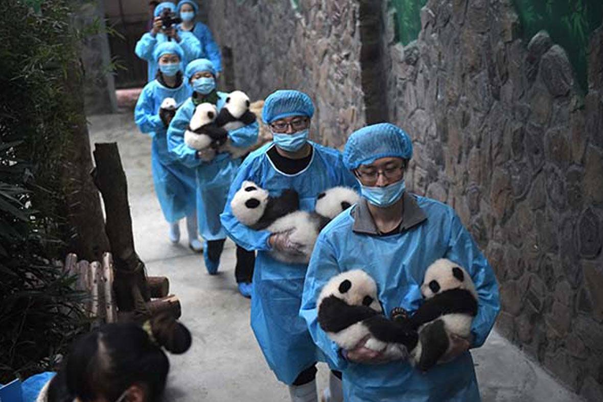 我国人工圈养熊猫种群数量达422只_农机360网