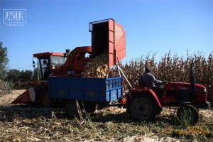 2015年10月，沈阳市下属的新民市，收割机把收获的玉米倒入拖拉机里。“绿色和平”1月6日的一份报告称，该组织去年进行的一项为期8个月的调查发现，在主要粮食产区东北的辽宁省存在大规模转基因玉米种植现象。