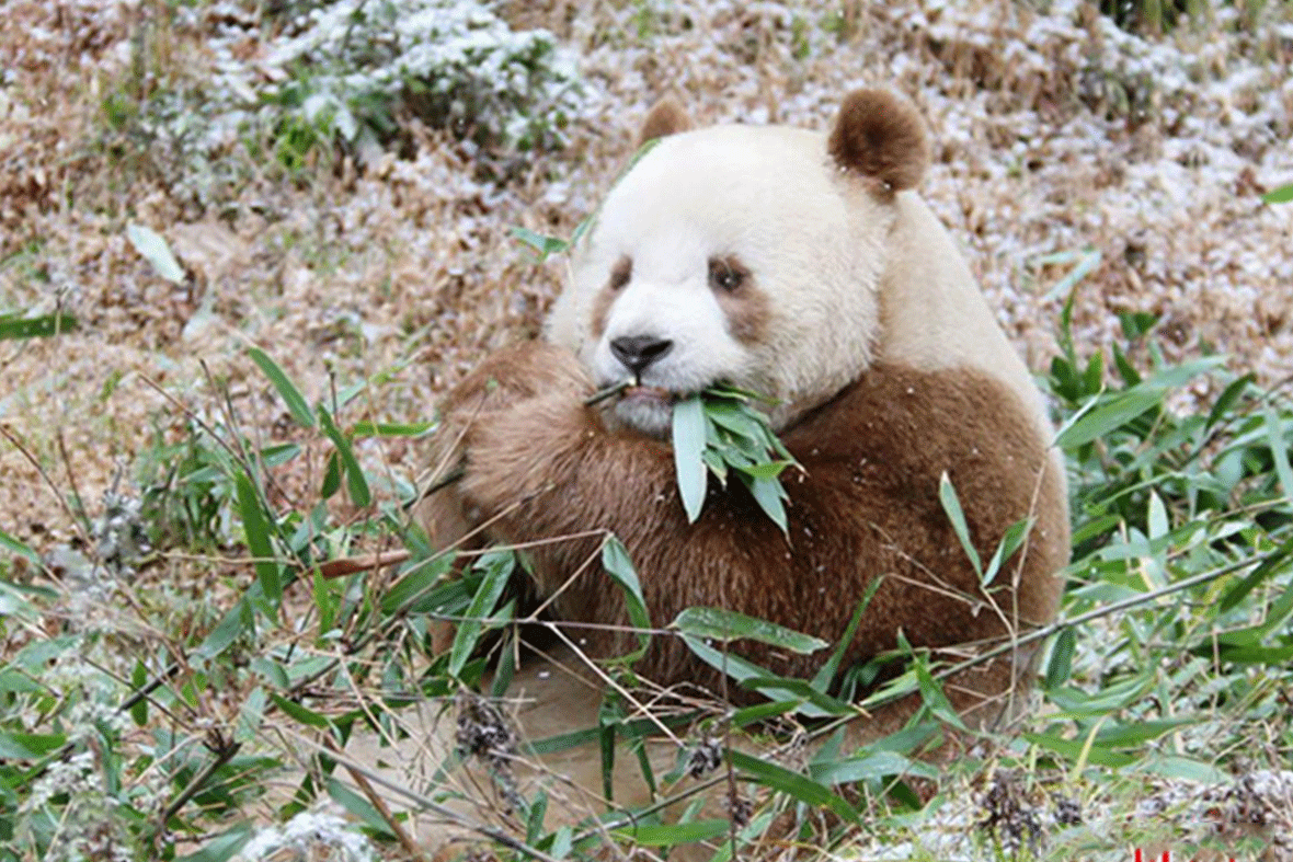 罕见的棕色大熊猫“七仔”
