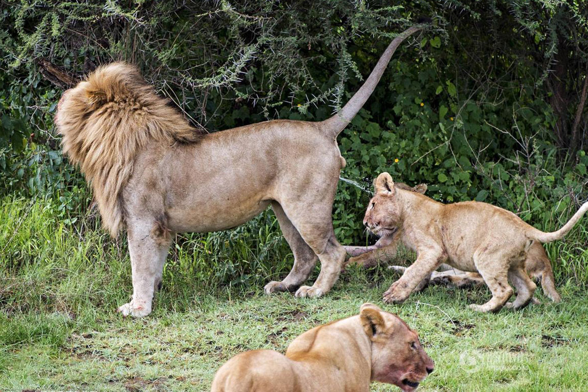 狮生已如此艰难:小狮子被爸爸尿喷了一脸