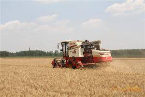 合作社今年新购买的雷沃谷神GE70正在进行麦收作业。