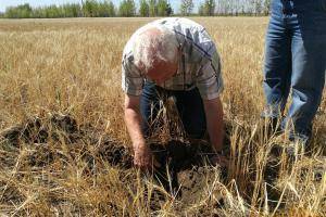 Horst Bunge 先生确认干旱小麦地的犁底层，并给出耕整地改善建议