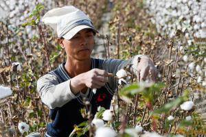 在新疆阿瓦提县丰收三场的一处棉田里，来自重庆的陈开维正在采摘长绒棉（10月24日摄）。