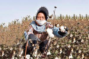 在新疆阿瓦提县丰收三场的一处棉田里，来自重庆的杨元秀正在采摘长绒棉（10月24日摄）。