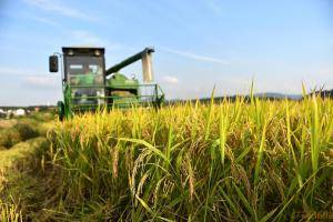 9月20日，在安徽泾县晏公镇，农民驾机收割水稻。2