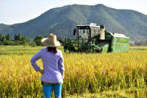 9月20日，在安徽泾县晏公镇，农民驾机收割水稻。