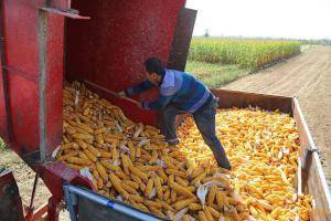 10月3日，河北省新河县南冯召村的农民在收获玉米。