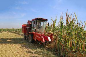 10月3日，一台收割机在河北省新河县南冯召村的农田收获玉米。