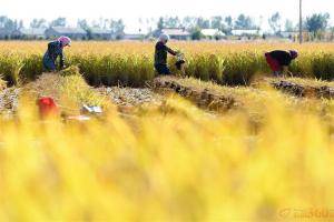 9月28日，在吉林省吉林市万昌镇，几位农民正在收割水稻。