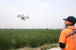 10月25日，工作人员在控制无人机对茭白农田喷洒农药。