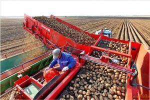 10月7日，张家口市塞北管理区的工人在使用机械设备将收获的马铃薯装车外销。
