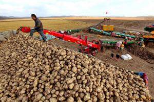 10月7日，张家口市塞北管理区的工人在使用机械设备收获马铃薯。