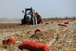 10月8日，在新疆博湖县博斯腾湖乡库代力克村农田里，农牧民群众正在忙着采收种植的花生。