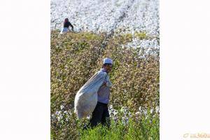 9月30日，新疆于田县外出打工的玉素甫·买买提明背着刚采的棉花。-金秋时节，新疆塔里木盆地棉花陆续开收。