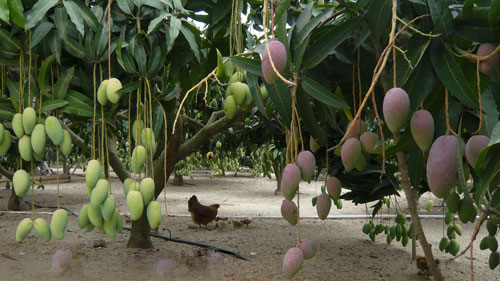 海南三地入选国家现代农业示范区_农机360网