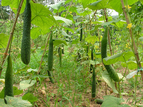 网上认购农家菜园 城里人有了家庭农场_农机3