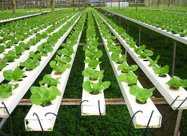 湖北农业科技创投基金成立 促进农业科技成果