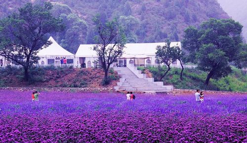 京津冀休闲农业一体化你的机会在哪里?_农机