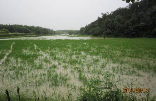 农业专家建议：受淹水稻要尽快排水施肥防病害.jpg