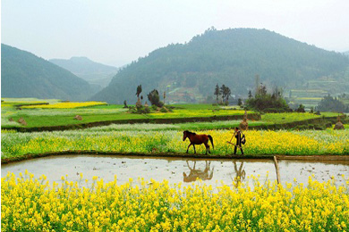 到2020年 四川全省土地流转面积将达耕地面积
