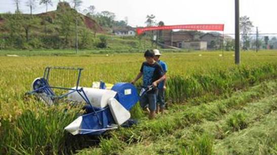 8月10日上午,开县中和镇当阳村稻里,两台小微型收割机正在收割水稻