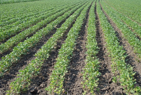 中国第一产粮大省黑龙江旱情基本解除_农机3