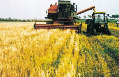 世界粮食日_2020年人均粮食