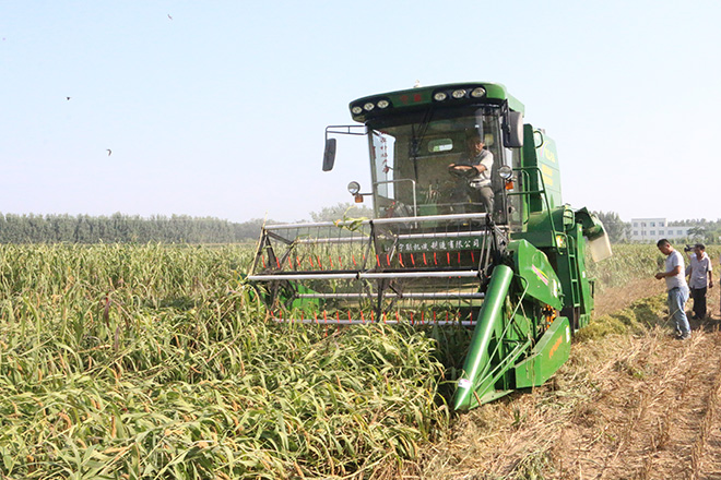 山东宁联公司谷子联合收割机在河南、山东等地