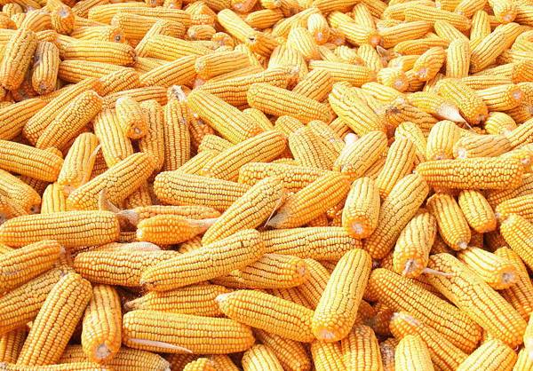 我国今年继续实施玉米收储 价格大幅下调