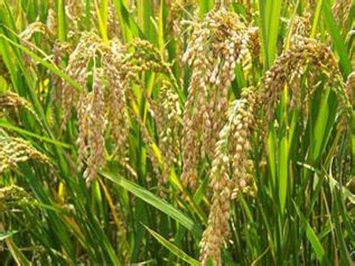 袁隆平超级稻新品种在陕西汉中试种成功