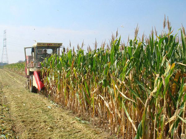 秋收进入尾声 玉米后市价格或保持低位运行_农