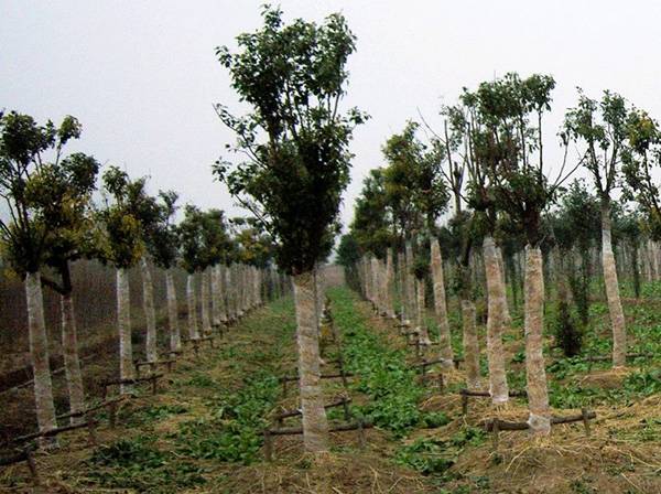 江苏农垦黄海农场加强冬季护林管理 确保林木