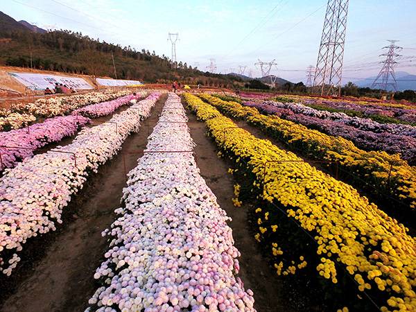 菊花台"成为了鹏城秋日最美风景,中国农科院基因组所与南京农业大学