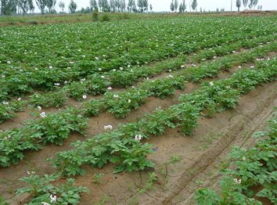 马铃薯2016年市场分析及2017年市场预测